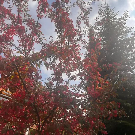 Charzykowskie Tarasy Lejlighed